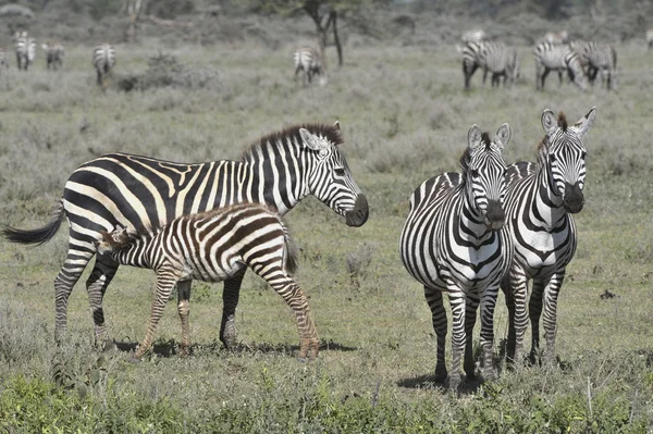 Fütterung eines Fohlens eines Zebras. — Stockfoto