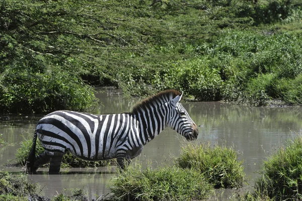 Zebra in het water. — Stockfoto