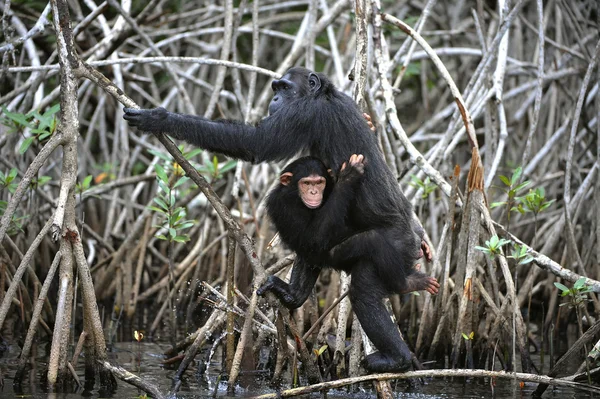 黑猩猩与一只幼崽. — 图库照片
