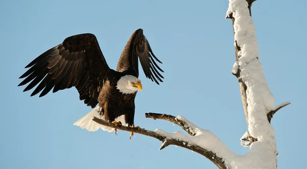 Aterragem de uma águia . — Fotografia de Stock