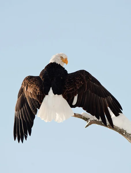 Aterrizaje de un águila . — Foto de Stock