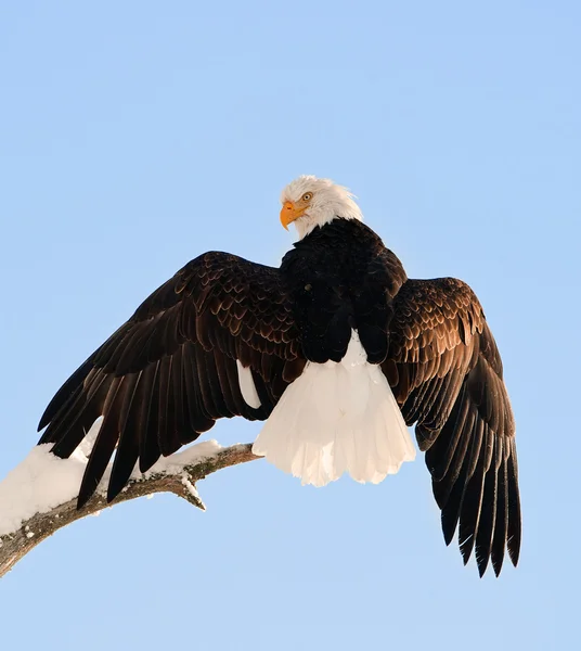 Aterragem de uma águia . — Fotografia de Stock