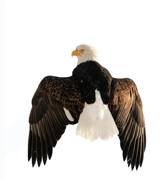 Un águila calva (Haliaeetus leucocephalus ) —  Fotos de Stock