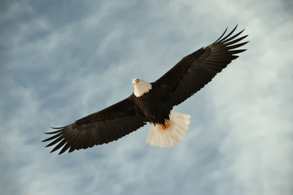 Águila calva en vuelo esperando la alimentación de los peces — Foto de Stock