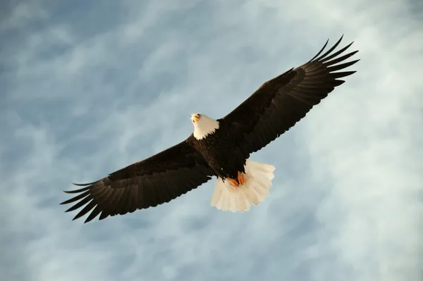 Bald eagle in vlucht wacht op vissen voeden — Stockfoto