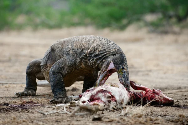 Táplált állatok a komodói sárkány — Stock Fotó