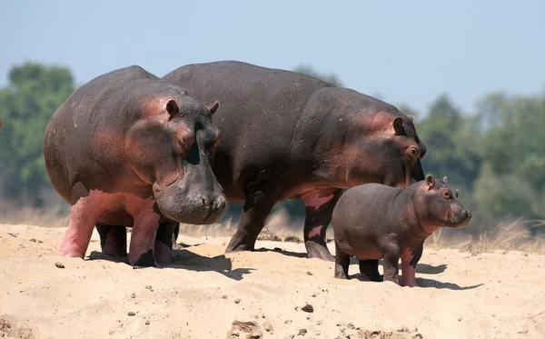 Família de hipopótamos — Fotografia de Stock