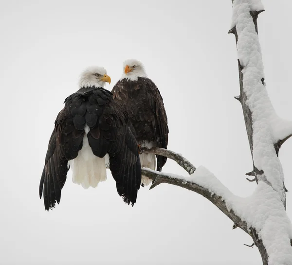 Orel bělohlavý pár — Stock fotografie