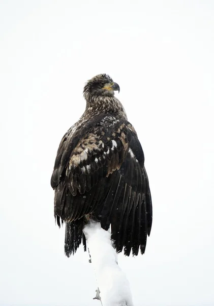 Uma águia careca (Haliaeetus leucocephalus ) — Fotografia de Stock