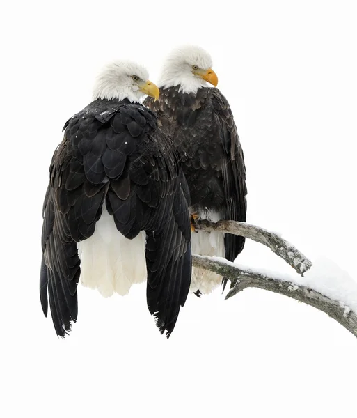 대머리 독수리 쌍 — 스톡 사진