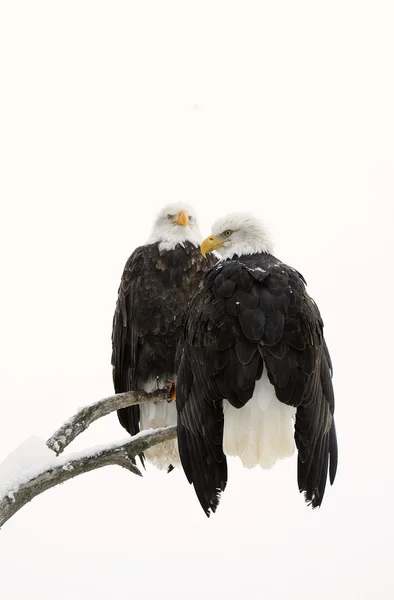 Bald eagle par — Stockfoto