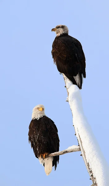 Par de águila calva — Foto de Stock