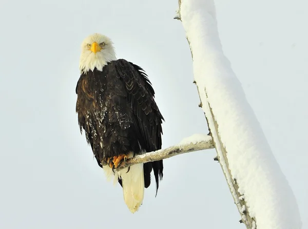 A bald eagle (Haliaeetus leucocephalus) — Stock Photo, Image