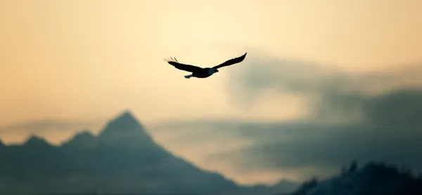 在飞行阿拉斯加的秃头鹰 免版税图库照片
