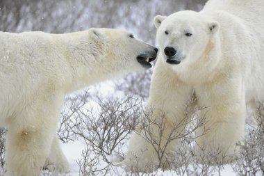 Two Polar Bears. clipart