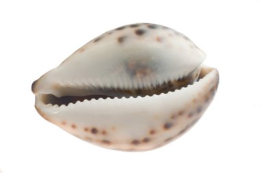 Sea cockleshell clipart