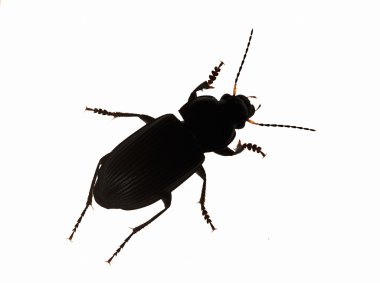 Silhouette Common black ground beetle clipart