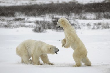 Fighting polar bears. clipart