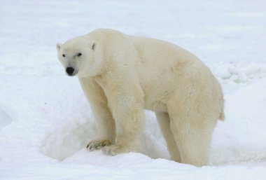 Polar bear. clipart