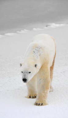 Portrait of a polar bear. clipart