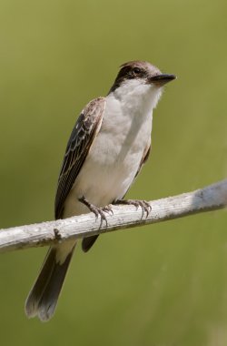 Küba peewee veya Hilal gözlü pewee