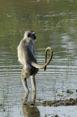 su langur