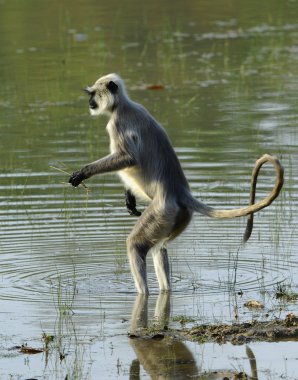 su langur