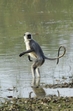 su langur