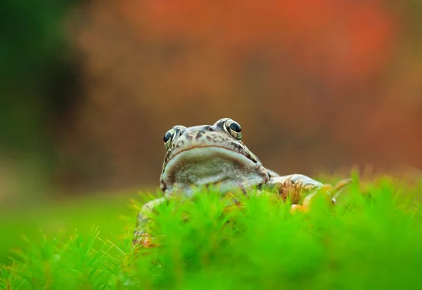 Retrato de rana común — Foto de Stock