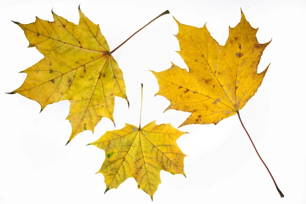 stock image Autumn yelow maple leafs.