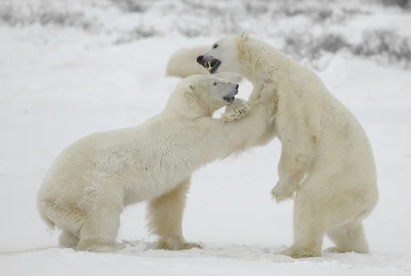 Lucha contra osos polares . —  Fotos de Stock