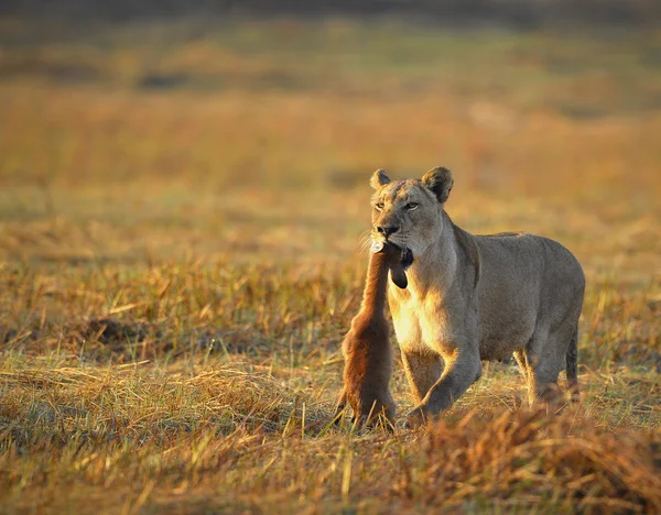 Lioness with prey. — Stock Photo, Image