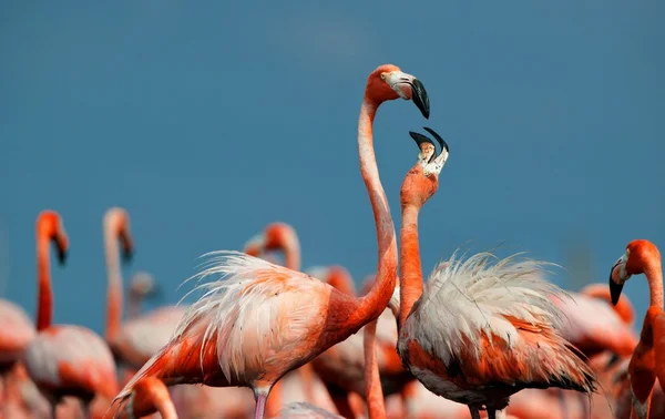 Amerikanischer Flamingo. — Stockfoto