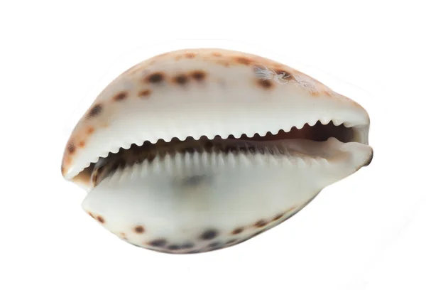 stock image Sea cockleshell