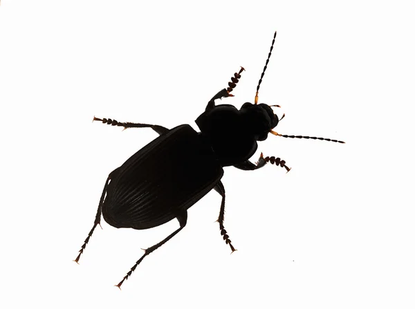 Silhouette Common black ground beetle — Stock Photo, Image