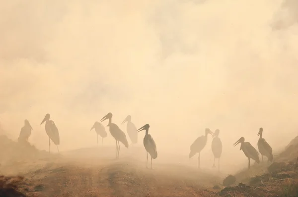 Marabou stork in the smog. — Stock Photo, Image