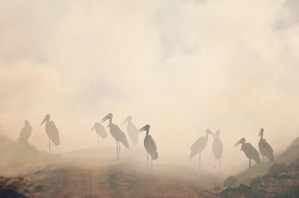 Μαραμπού πελαργός μέσα στην αιθαλομίχλη. — Φωτογραφία Αρχείου