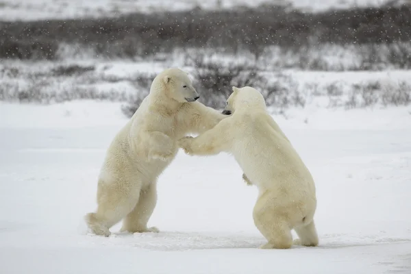 Kutup ayıları mücadele. — Stok fotoğraf