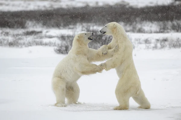 Harc a jegesmedvék. — Stock Fotó
