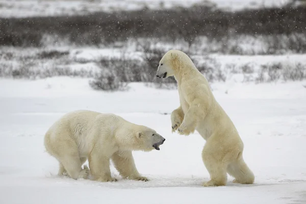 북극 곰 싸움. — 스톡 사진