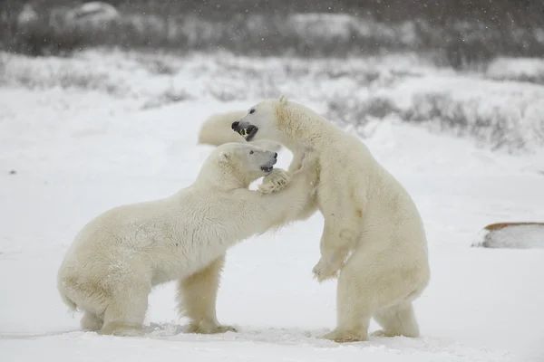Kutup ayıları mücadele. — Stok fotoğraf