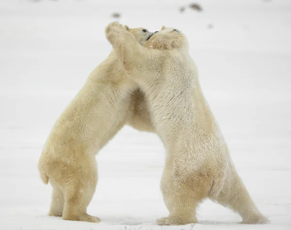 Lotta contro gli orsi polari . — Foto Stock