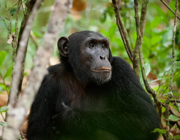 Wilde chimpansee portret — Stockfoto