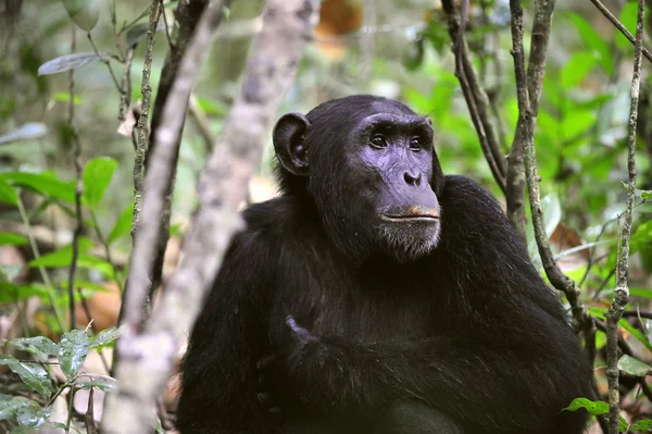 Άγρια χιμπατζής πορτρέτο — Φωτογραφία Αρχείου
