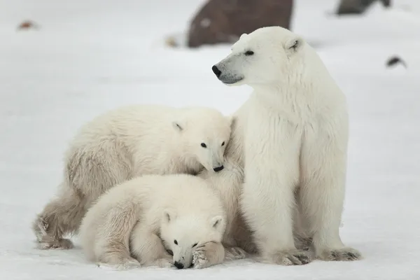 Ursa polar com filhotes . — Fotografia de Stock