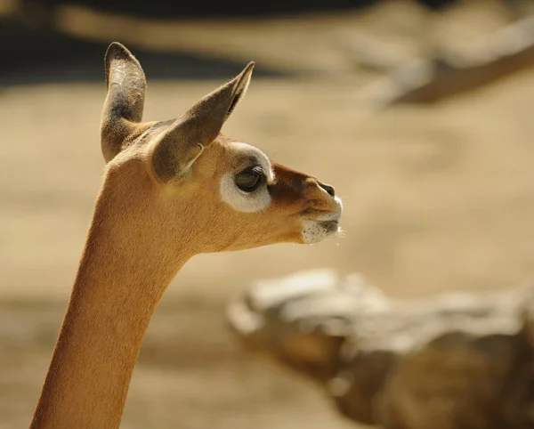 Giraffgasell — Stockfoto