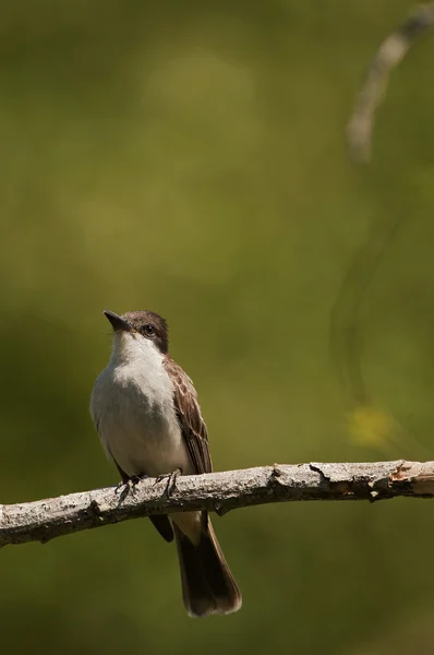 The Cuban Peewee or Crescent-eyed Pewee — Stock Photo, Image