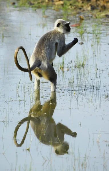 Langur en el agua con reflexión — Foto de Stock