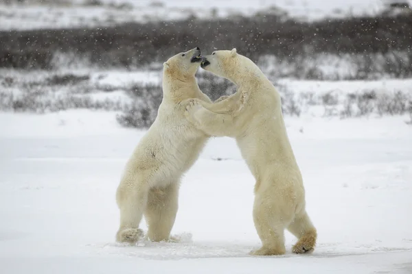 Lucha contra osos polares . Imagen De Stock