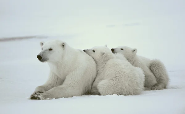 Polar hon-bear med ungar. Stockbild